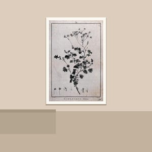 May include: Black and white botanical print of a plant with delicate leaves and small flowers. The print is framed in a white border and features the text "Cineraria lobata" at the bottom. The artwork is displayed on a neutral background.