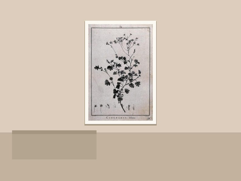 May include: Black and white botanical print of a plant with delicate leaves and small flowers. The print is framed in a white border and features the text "Cineraria lobata" at the bottom. The artwork is displayed on a neutral background.