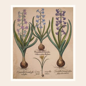 May include: Botanical illustration of hyacinths in shades of purple and blue, with green leaves and bulbs. The artwork includes Latin text identifying the plants and their varieties, set against a cream-colored background.