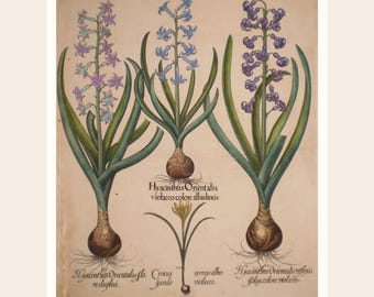 Vintage Hyacinth Botanical Print | Antique Floral Wall Art (Digital Download)