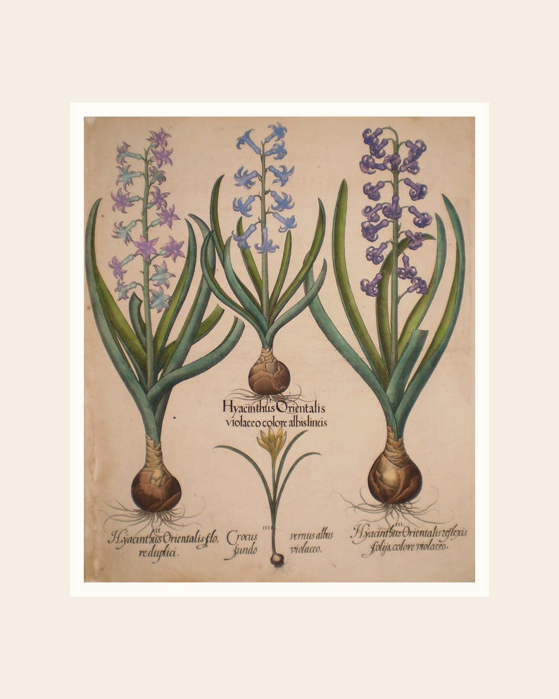 May include: Botanical illustration of hyacinths in shades of purple and blue, with green leaves and bulbs. The artwork includes Latin text identifying the plants and their varieties, set against a cream-colored background.