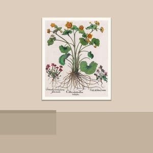 May include: Botanical illustration of various plants with roots, leaves, and flowers. The artwork features a central plant with yellow flowers, green leaves, and a network of roots. Additional plants with red and purple flowers are also depicted.