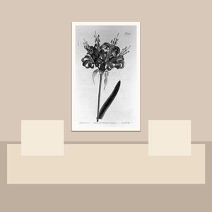 May include: Black and white botanical illustration of a flower with a long stem and a single leaf. The artwork is framed in a white border and set against a neutral background. The image is a vintage botanical print.