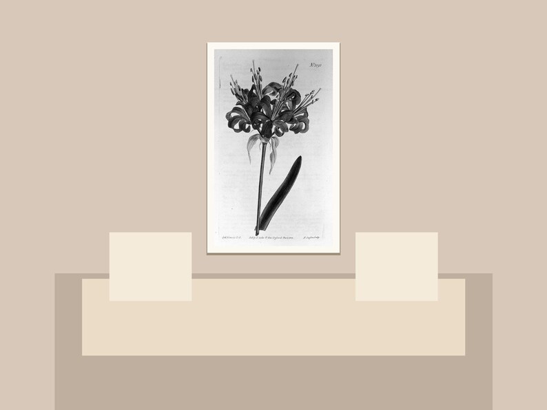 May include: Black and white botanical illustration of a flower with a long stem and a single leaf. The artwork is framed in a white border and set against a neutral background. The image is a vintage botanical print.