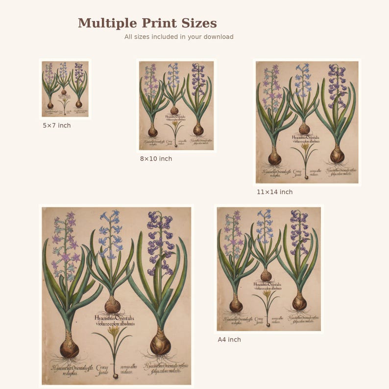 May include: Botanical print featuring illustrations of hyacinth plants in various sizes, including 5x7 inch, 8x10 inch, 11x14 inch, and A4 inch. The print showcases detailed drawings of the flowers, bulbs, and leaves, with scientific labels.