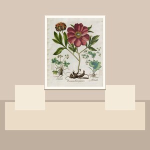 May include: Botanical illustration print featuring a large, deep red flower with green leaves and a smaller, brown flower. The print includes detailed drawings of roots and stems, with Latin text. The artwork is framed in a white border.