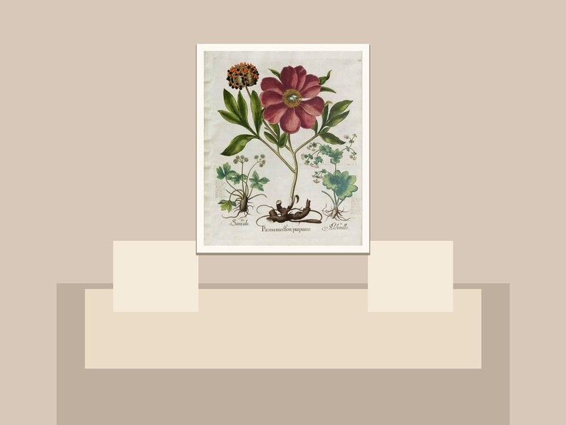 May include: Botanical illustration print featuring a large, deep red flower with green leaves and a smaller, brown flower. The print includes detailed drawings of roots and stems, with Latin text. The artwork is framed in a white border.