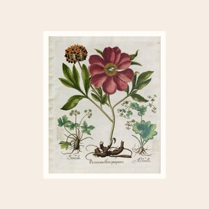 May include: Botanical illustration of a peony flower with a dark red bloom, green leaves, and a detailed root system. The artwork includes other plant species and handwritten Latin text. The background is a light beige.
