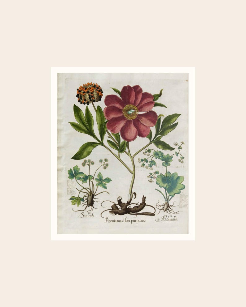 May include: Botanical illustration of a peony flower with a dark red bloom, green leaves, and a detailed root system. The artwork includes other plant species and handwritten Latin text. The background is a light beige.