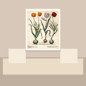 May include: A framed botanical print featuring illustrations of tulips in shades of orange, pink, and red. The print includes scientific names and is set against a neutral background, evoking a vintage aesthetic.
