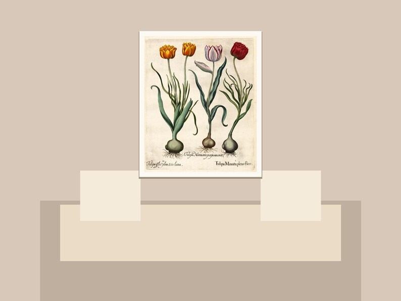 May include: A framed botanical print featuring illustrations of tulips in shades of orange, pink, and red. The print includes scientific names and is set against a neutral background, evoking a vintage aesthetic.