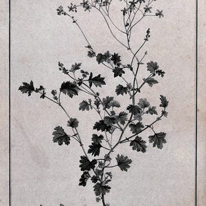 May include: Botanical illustration of Cineraria lobata, featuring detailed drawings of the plant's leaves, stems, and flowers. The image is in black and white, with the plant's name at the bottom. The illustration is framed within a rectangular border.