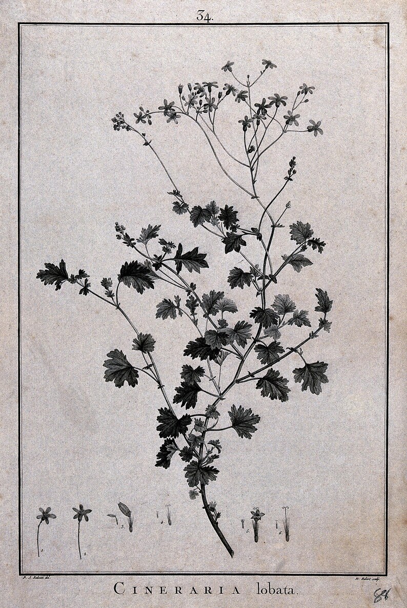 May include: Botanical illustration of Cineraria lobata, featuring detailed drawings of the plant's leaves, stems, and flowers. The image is in black and white, with the plant's name at the bottom. The illustration is framed within a rectangular border.
