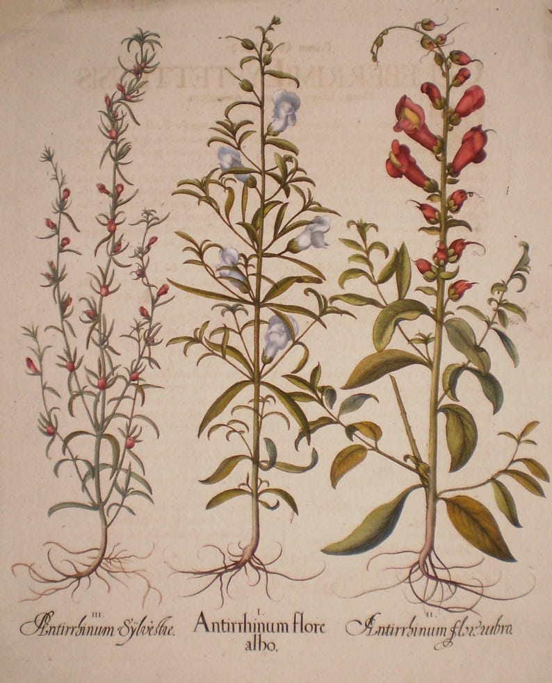 Peut inclure: Illustration botanique ancienne repr&eacute;sentant trois plantes &agrave; fleurs. Les plantes ont des feuilles et des tiges vertes, avec des fleurs rouges, blanches et rouge-orang&eacute;. Les racines sont visibles, et les noms latins sont &eacute;crits en dessous.