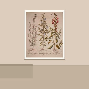 Peut inclure: Illustration botanique encadr&eacute;e de trois plantes &agrave; fleurs, avec racines, tiges et feuilles. Les plantes pr&eacute;sentent des fleurs rouges, violettes et bleues. Les noms scientifiques des plantes sont inscrits en dessous. L'ensemble est sur fond neutre.