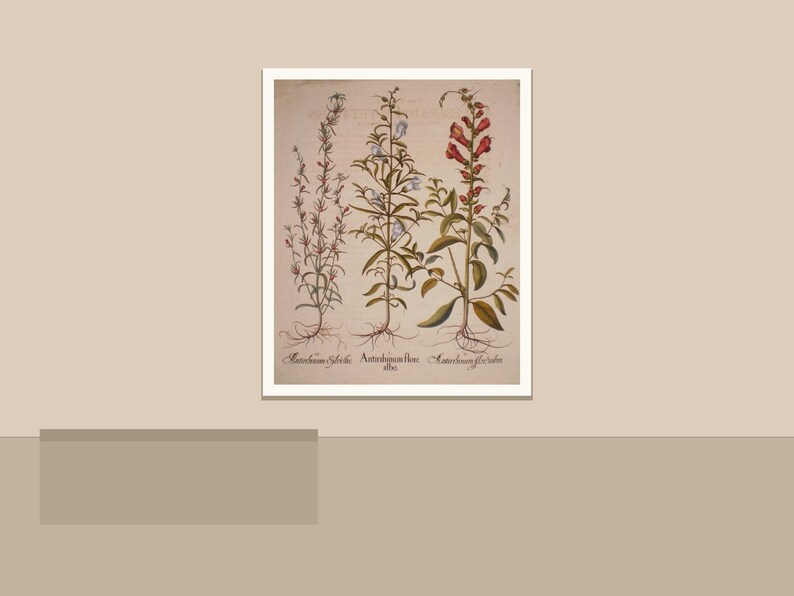 Peut inclure: Illustration botanique encadr&eacute;e de trois plantes &agrave; fleurs, avec racines, tiges et feuilles. Les plantes pr&eacute;sentent des fleurs rouges, violettes et bleues. Les noms scientifiques des plantes sont inscrits en dessous. L'ensemble est sur fond neutre.