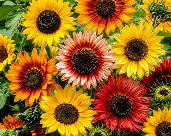 Semillas de girasol 'Belleza de otoño': mezcla multicolor de variedades tradicionales para jardín y flores cortadas.