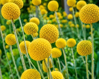 1000 semillas de Craspedia Billy Button para plantar, flores perennes amarillas resistentes a la sequía.