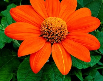 Mexican Sunflower Seeds Heirloom Non GMO Bright Orange Flower Seeds for Planting Outdoor Garden