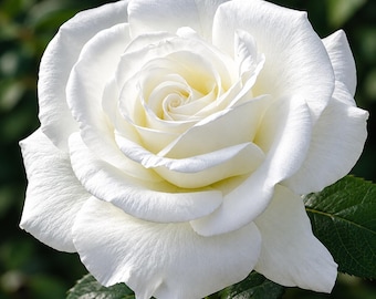 100 semillas de rosa blanca – Arbusto de flores de variedad antigua para plantar en el jardín