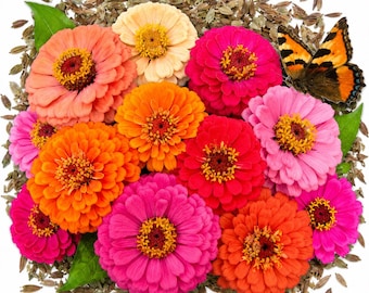 550 semillas de zinnia 'Come Again' para flor cortada – Mezcla Pumila Double Bloom, semillas de flores tradicionales no transgénicas para flor cortada.