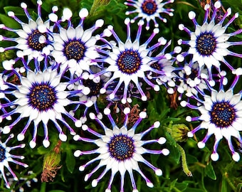 100 semillas mixtas de Osteospermum (Margarita araña) para plantar, flores exóticas y coloridas para el jardín.