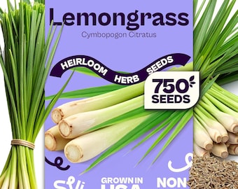 Semillas de hierba limón SVI 750 (Cymbopogon flexuosus) – Semillas de hierbas culinarias aromáticas tradicionales no transgénicas