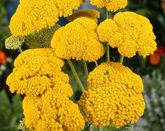 Gold Yarrow Seeds – Heirloom Perennial Wildflower for Pollinator Gardens