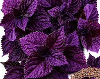Semillas de Shiso Rojo – Perilla Morada Japonesa, Hierba Tradicional para Jardines