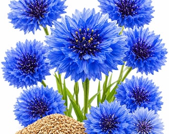 Más de 6000 semillas de aciano azul: semillas de flores de aciano tradicionales para jardines que atraen polinizadores.