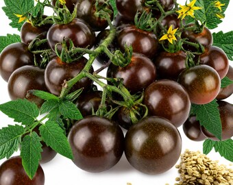 50 Black Cherry Tomato Seeds | Sweet Heirloom Non-GMO Cherry Tomatoes | Solanum Lycopersicum