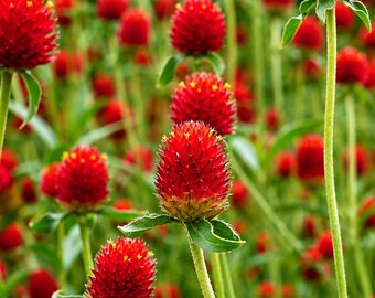 100 semillas de Gomphrena Globosa roja para plantar, una rara flor de belleza eterna para el jardín.