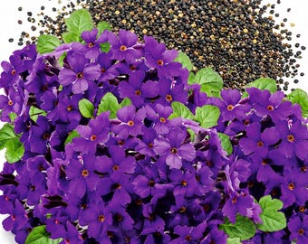 1000 semillas de berro de roca púrpura, planta tapizante perenne, Aubrieta tradicional para jardines.
