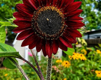 Red Velvet Queen Sunflower Seeds: Heirloom, Non-GMO Annual Flower Seeds for Planting