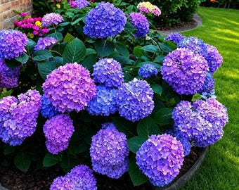 35 Mixed Color Hydrangea Seeds | Blue, Pink & Purple Non-GMO Flower Seeds