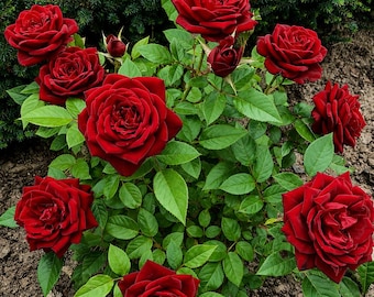 Semillas de rosa roja doble – Rosal híbrido de floración tradicional para jardín