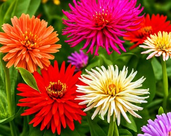 1500 Zinnia Elegans Cactus Mix Seeds | Colorful Heirloom Flower Seeds for Gardens
