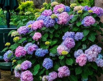 Semillas de hortensia perenne: grandes racimos de flores para arbustos de jardín.