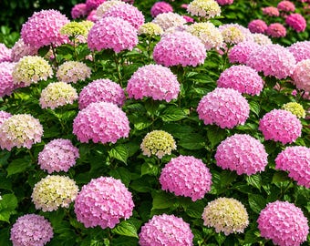 45 Pink Hydrangea Seeds | Large Bloom Perennial Flower Seeds for Garden Planting