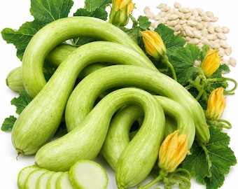 40 Semillas de Calabaza Tromboncino (Cucurbita Moschata) – Heirloom Zucchetta Rampicante / Calabaza Escalada de Verano