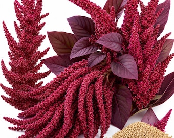 Semillas de amaranto rojo granate, variedad antigua de Joseph's Coat, verduras comestibles, planta ornamental.