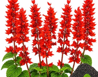 Semillas de salvia escarlata – 1000 semillas de flores de salvia roja de variedad antigua para plantar