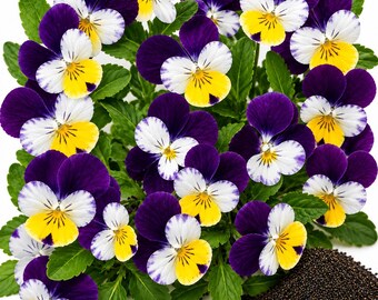 Semillas Johnny Jump Up – Flor silvestre tradicional, flores comestibles de viola para macetas de jardín