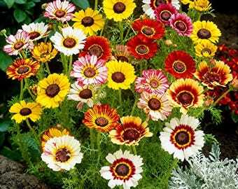 5000 gemalte Daisy Samen | Chrysanthemum Carinatum Mischfarbe Blumensamen