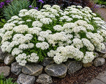 Semillas de milenrama blanca: una flor silvestre perenne tradicional para jardines que atraen polinizadores.