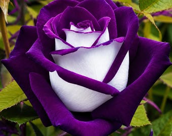 Semillas de rosas blancas y moradas: arbusto perenne de floración para jardines.