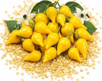 25 semillas de pimiento amarillo Biquinho (Capsicum chinense) – Pimientos dulces tradicionales no transgénicos / Picante suave