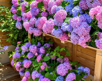 50 Hydrangea Seeds | Non-GMO Hardy Perennial Flower Seeds for Garden & Patio
