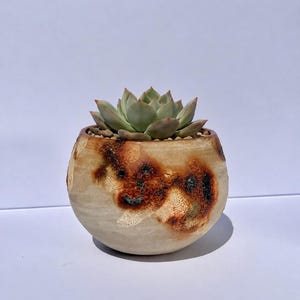 May include: A round ceramic planter with a light beige base and textured, mottled brown and rust-colored glaze accents. The planter contains a small, pale green succulent plant with pointed leaves, nestled in a bed of small, light-colored pebbles.