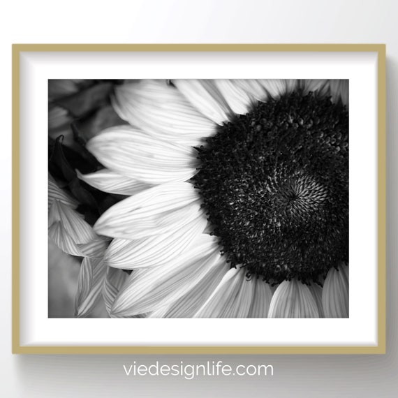 Black and White Sunflower Printable Art Botanical - Etsy